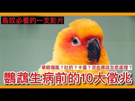 一直看到死掉的鳥|【看到鳥死掉】看到鳥死掉不是好兆頭？各種文化下的。